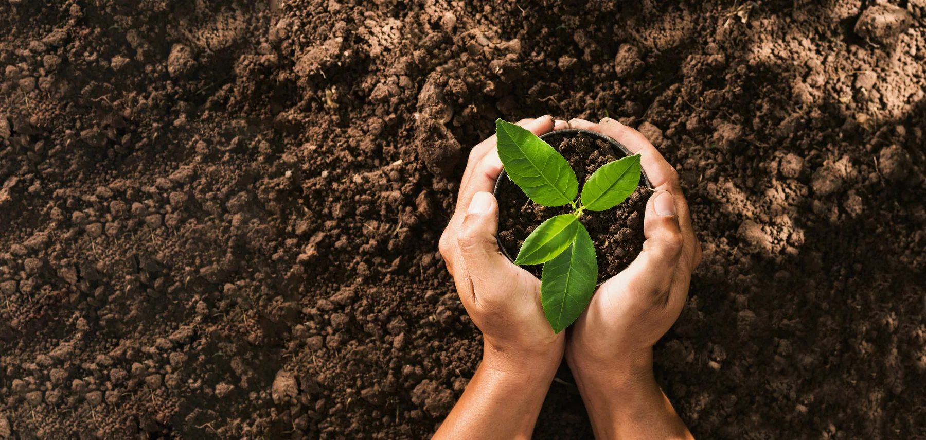Manos sosteniendo planta sobre tierra — compromiso ambiental Celtis